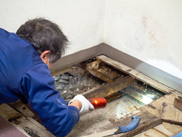 Best Attic Mold Removal  in Newport East, RI