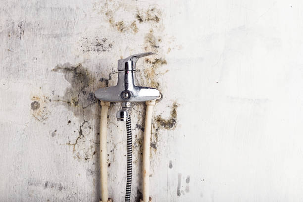 Mold Removal Process in Newport East, RI