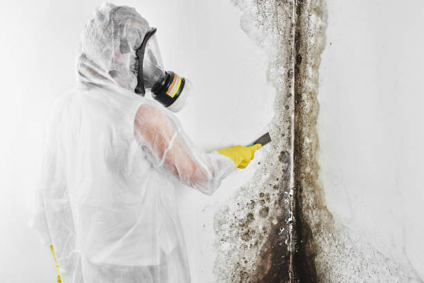 Best Toxic Mold Removal  in Newport East, RI