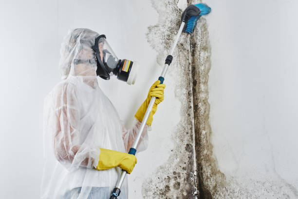 Best Same-Day Mold Removal  in Newport East, RI