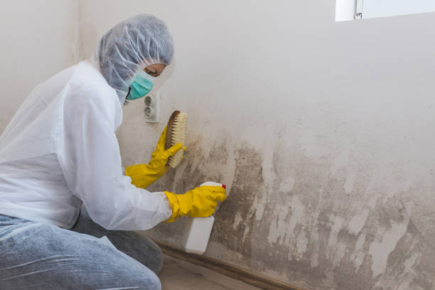 Best Fast Mold Removal  in Newport East, RI