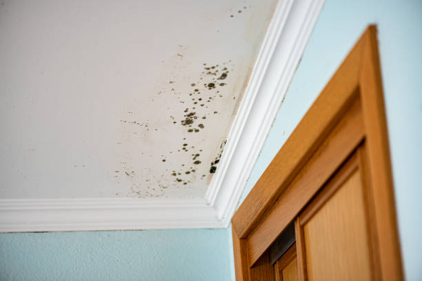 Best Local Mold Removal Service  in Newport East, RI