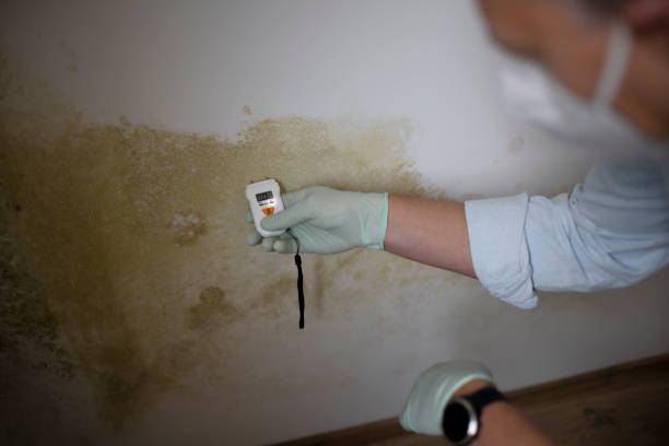 Best Emergency Mold Removal  in Newport East, RI