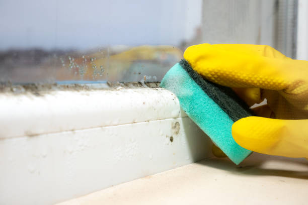 Best Affordable Mold Removal  in Newport East, RI