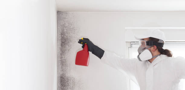 Best Black Mold Removal  in Newport East, RI
