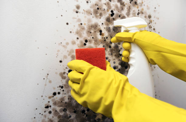 Mold Testing and Removal in Newport East, RI