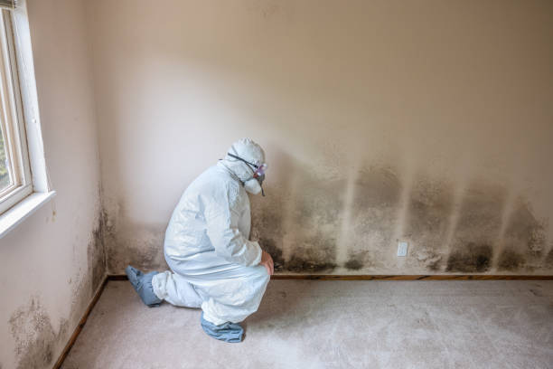 Reliable Newport East, RI Mold Removal Solutions