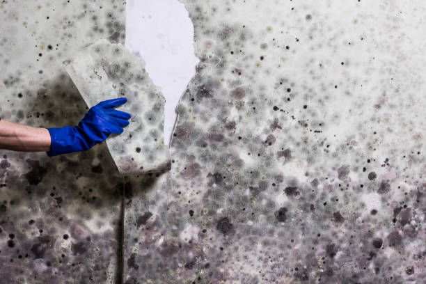 Best Toxic Mold Removal  in Newport East, RI