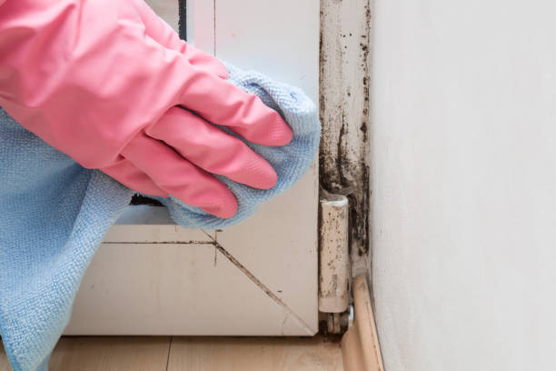 Best Same-Day Mold Removal  in Newport East, RI
