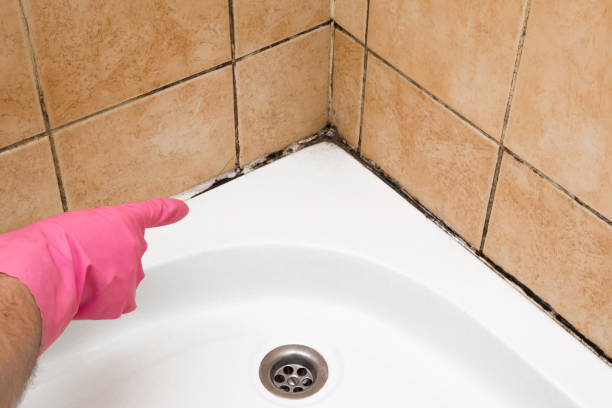 Best Mold Removal Near Me  in Newport East, RI